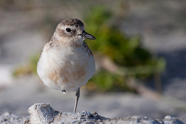 NZ Dotterel resting